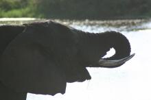 Elefant beim Trinken